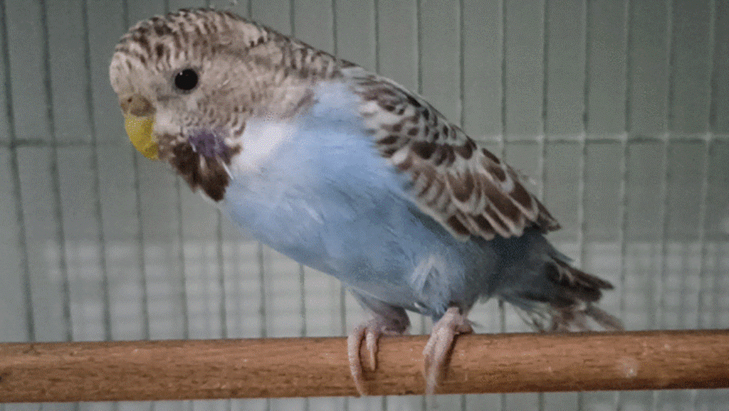 Zəlzələdən sonra heyvanların satışı ARTIB  - Əsas da...