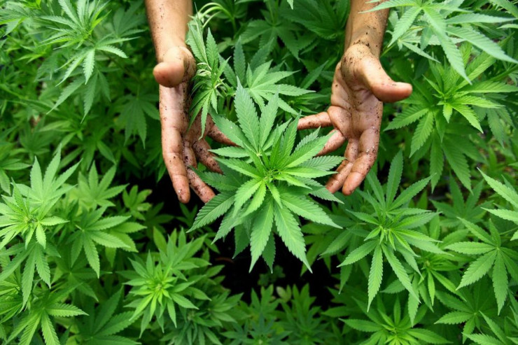 51 hektarlıq marixuana plantasiyası – QANUNİ 
