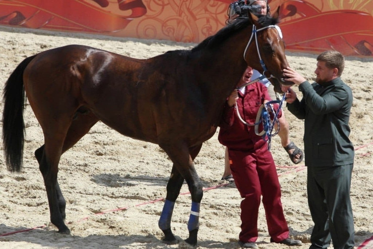Ramzan Kadırov Çexiyada  oğurlanan atının   dəyərini AÇIQLADI