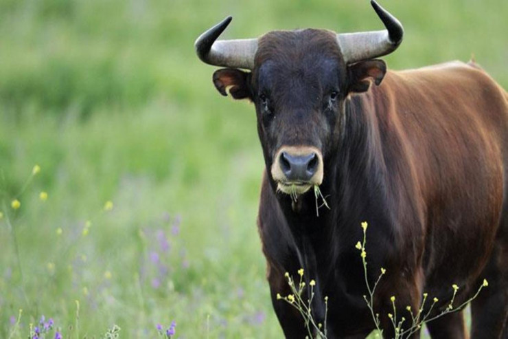 Öküz küçədə oynayan uşağa hücum etdi-VİDEO 