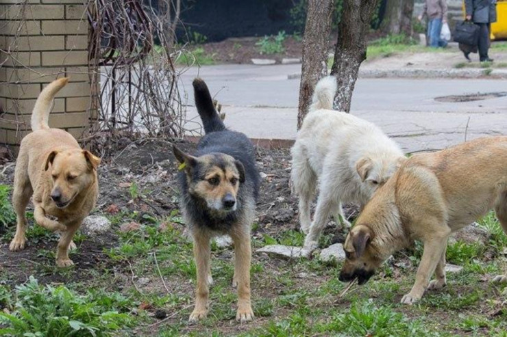 İnsanların etdiyi,  itlərin dözə bilməyəcəyi   4 şey: Maraqlıdır