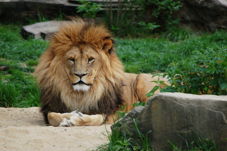 Şir zooparkın sahibini parçaladı  