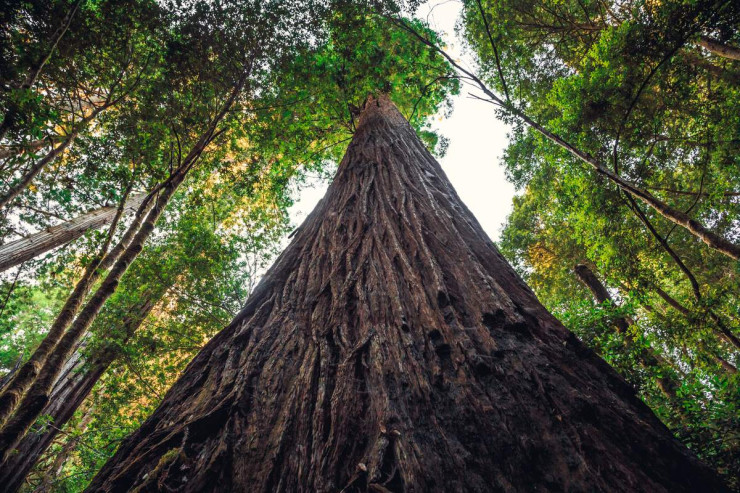 Dünyanın ən hündür ağacı – 3 300 TON -VİDEO 