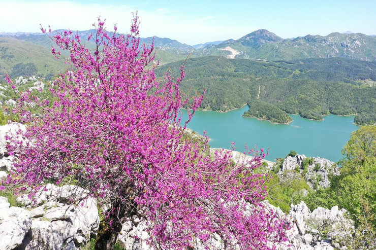 Kahramanmaraşda hər yer gül-çiçəkdir-FOTO 