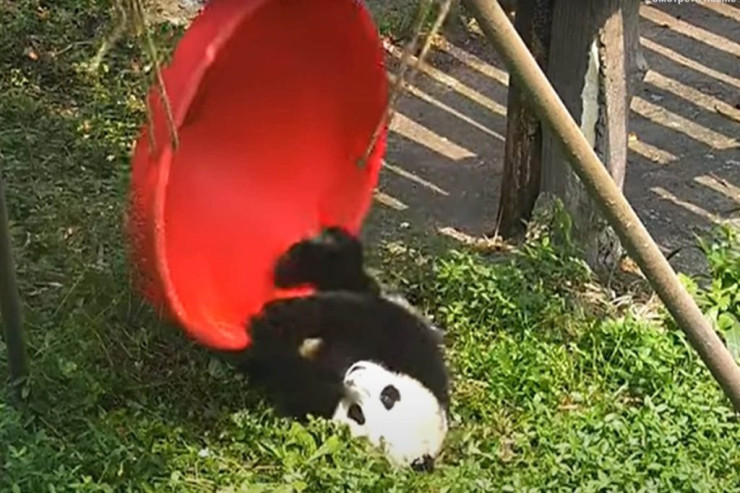 Panda yelləncəyə  MİNMƏK   istədi: Hamını güldürdü - VİDEO 