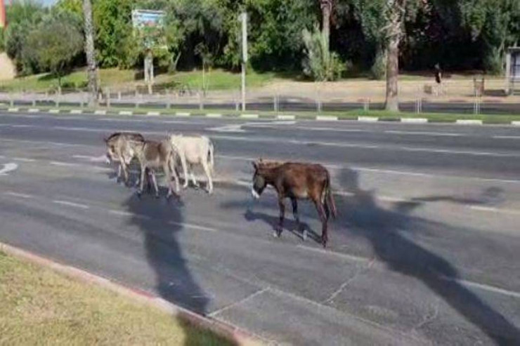 Dörd uzunqulaq  bulvara gedən yolu   bağladı