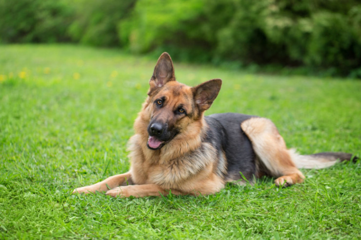 Veterinar itin boğazından oyuncağı belə çıxardı-VİDEO 