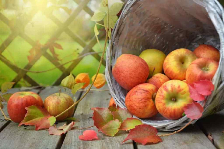 Almanın  nə qədər təhlükəli   olduğunu bilirdiniz? – Əsas yan təsirlər