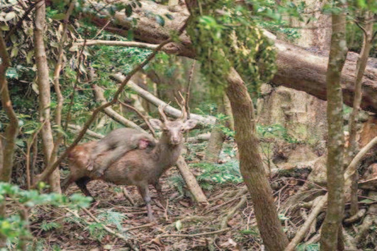 Maralın belində gəzən meymun-FOTO 