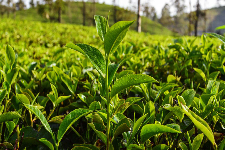 Dünyada  ən bahalı   çay növləri: 4 milyon dollar...