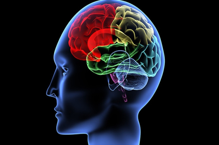 İnsan beyni haqqında 9 MARAQLI FAKT 