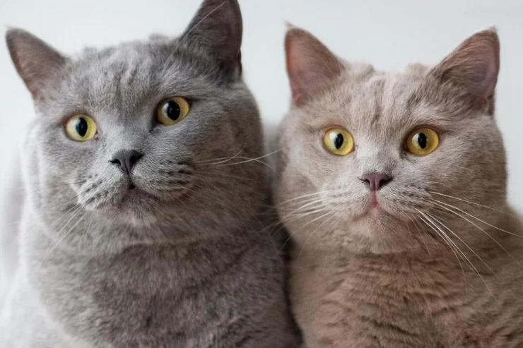 British Shorthair pişiklərinin sağlamlıq problemləri 