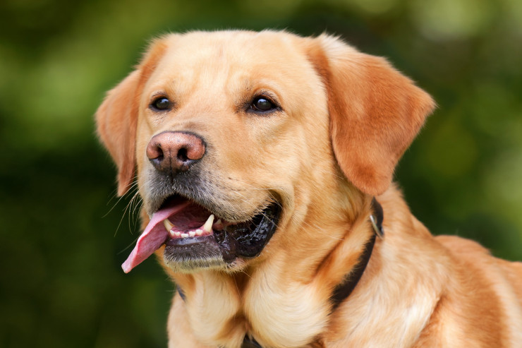 Körpə Retriever baxımı - Sağlam, xoşbəxt  Labrador yetişdirmək