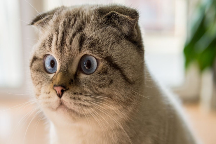 Scottish Fold pişiyinizə qulluq:  Yumşaq tüklər üçün sadə texnikalar