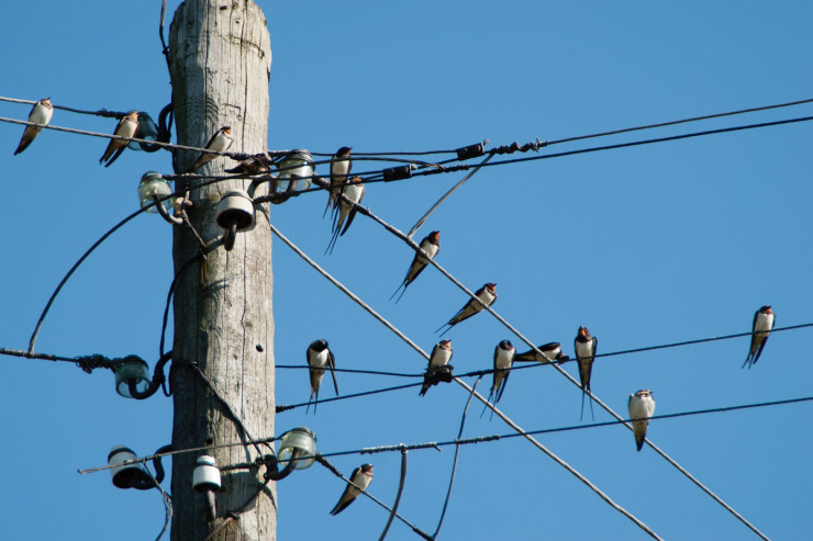 Quşlar elektrik naqillərində oturarkən niyə elektrik cərəyanı onları vurmur? - CAVAB 