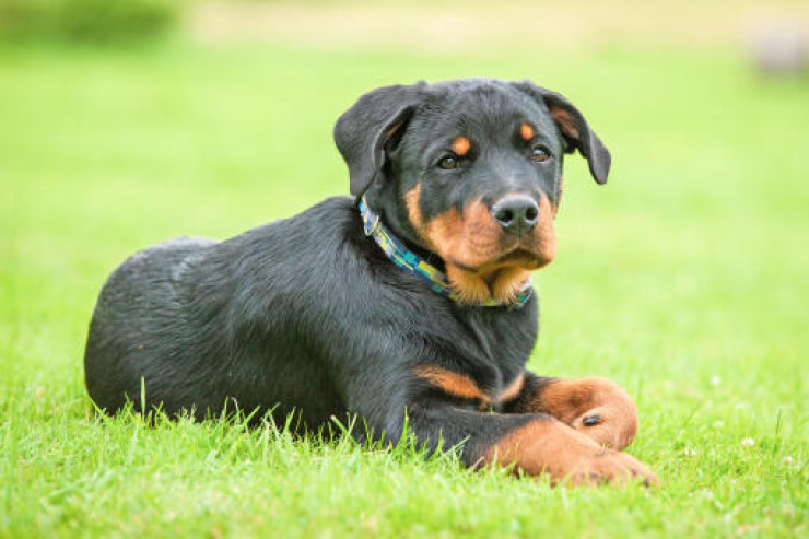 Bala Rottweiler  itinə düzgün qulluq - Bələdçi