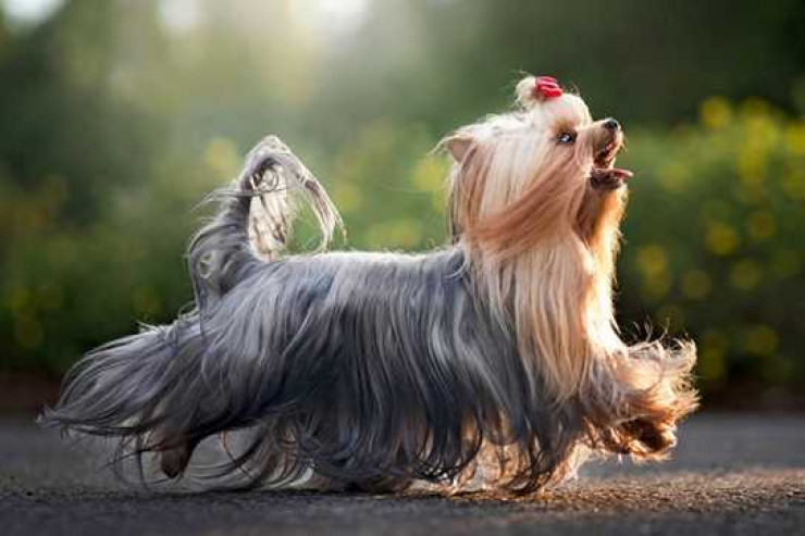 Yorkshire Terrier üçün ən yaxşı məşqlər:  Kiçik ölçülü, böyük enerjili