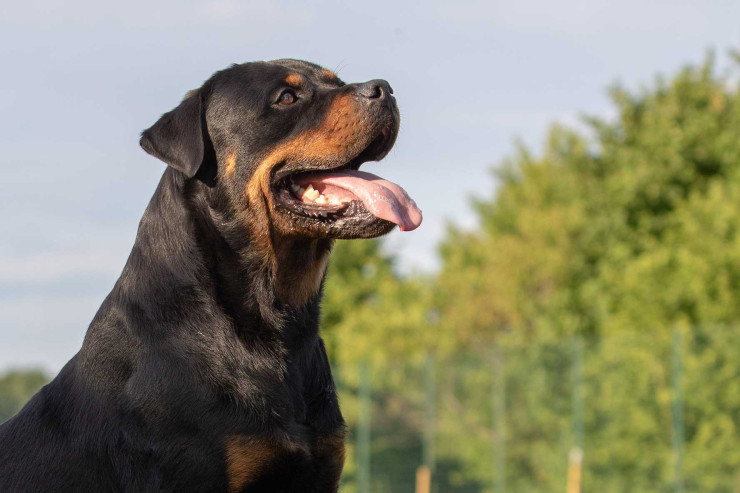 Rottweiler itlərinin aqressiyasını  necə idarə etmək olar?