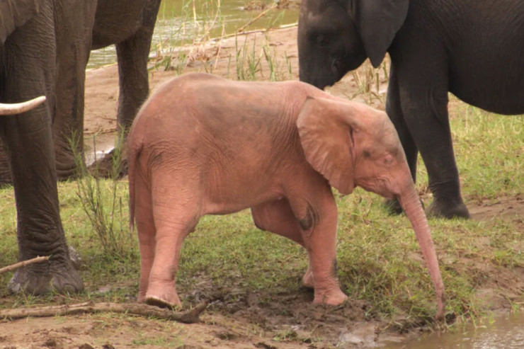 Cənubi Afrikada unikal fil balası dünaya gəlib