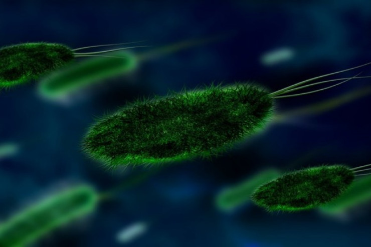 İnsan orqanizmində  yeni bakteriya   növü aşkar edildi