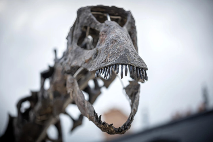 Fransızlar 150 ​​milyon illik dinozavr skeletini  hərraca çıxarır