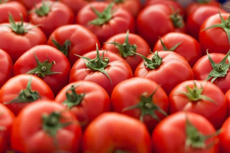 Pomidorun  faydaları və zərərləri
