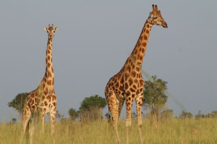 Zürafələrin boyunları niyə uzundur? 