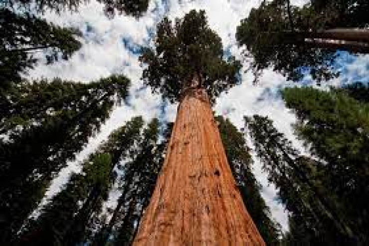 Dünyanın ən qədim ağacı harada böyüyür? - 5000 yaşı var 