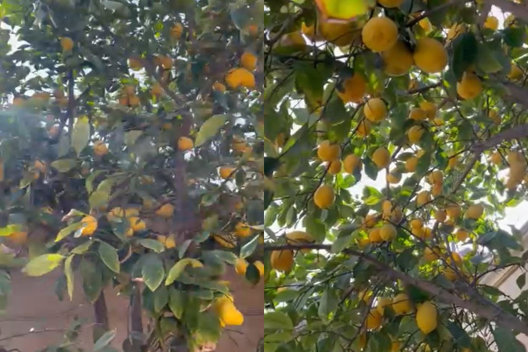 Bu ağacda yarpaqdan çox limon var  - Bakıdan heyrətamiz VİDEO 