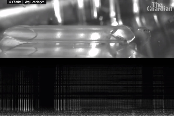  Dünyanın ən kiçik balığı:   Səsi təyyarənin səsinə bərabərdir - VİDEO 
