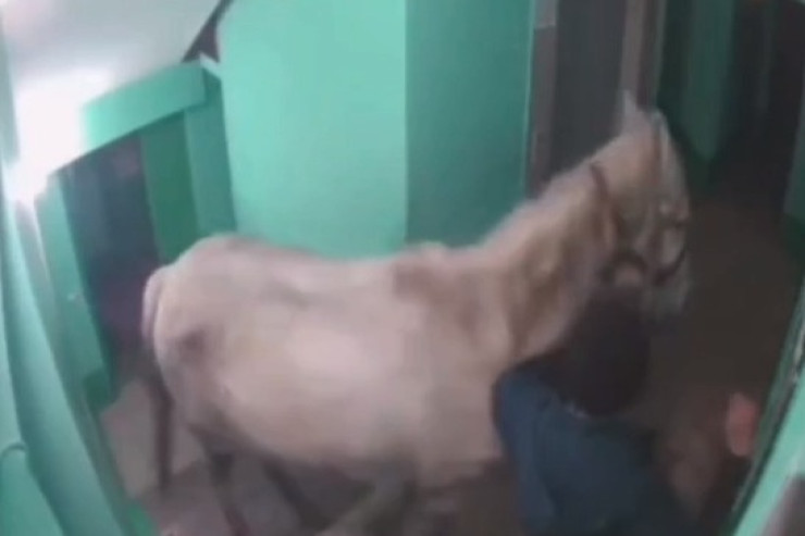 Oğlan sevgilisinin mənzilinə ağ atla girdi -VİDEO 