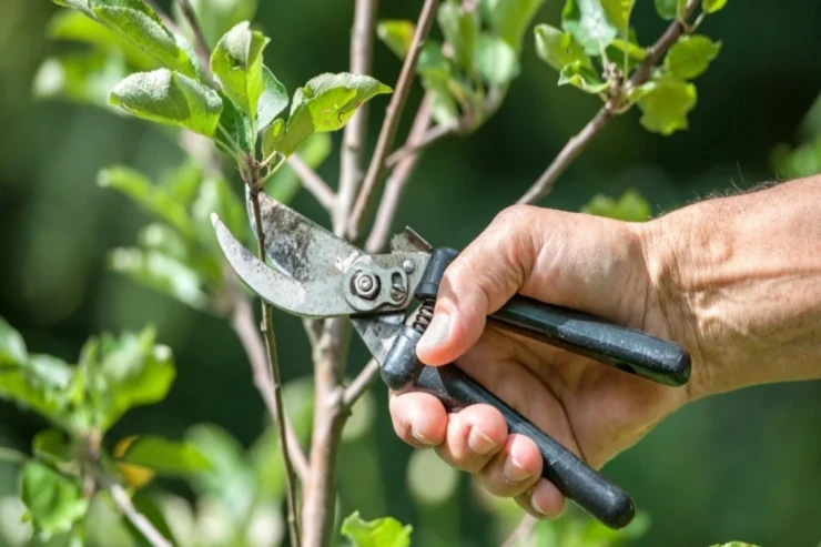 Ağacların budanması necə və nə vaxt aparılır? Mart ayında budanmalı ağaclar 