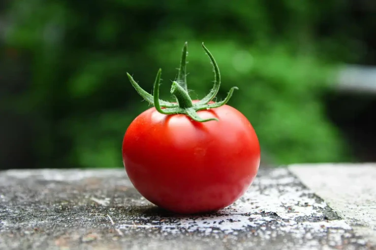 Niyə hər gün pomidor  yeməliyik?