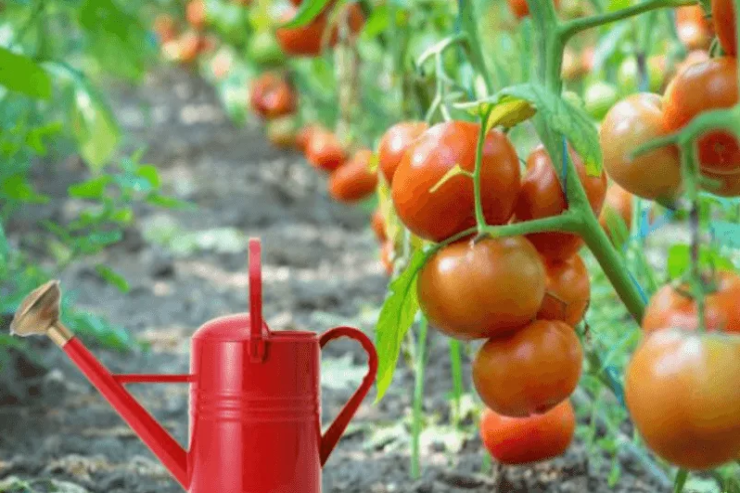 Pomidorları soyuq su ilə sulamaq  olarmı? – Bağbanlar bilməlidir