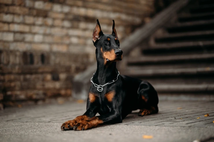 Bakıda doberman  oğurlandı