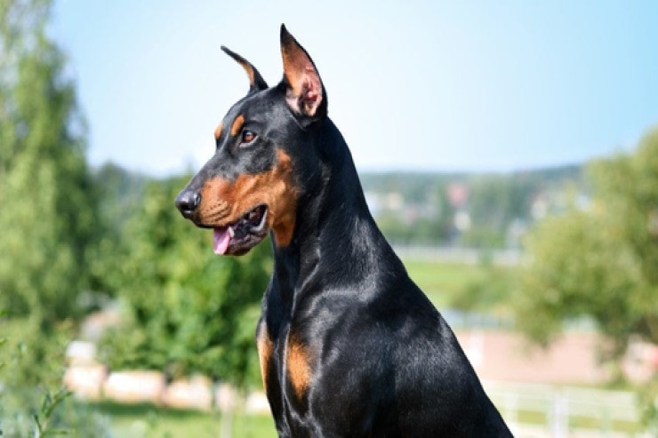 Doberman itlərinə  necə rahat həyat yaşada bilərik?