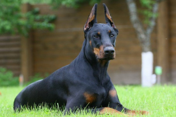 Bakıda doberman  oğurlandı