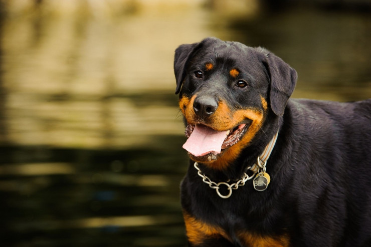 Rottweileri sosiallaşdırmaq:  Uyğun davranışları təmin etmək üçün məsləhətlər