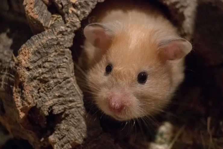 Hamsterin dişlədiyi  qadın uşaqlarının gözü önündə öldü