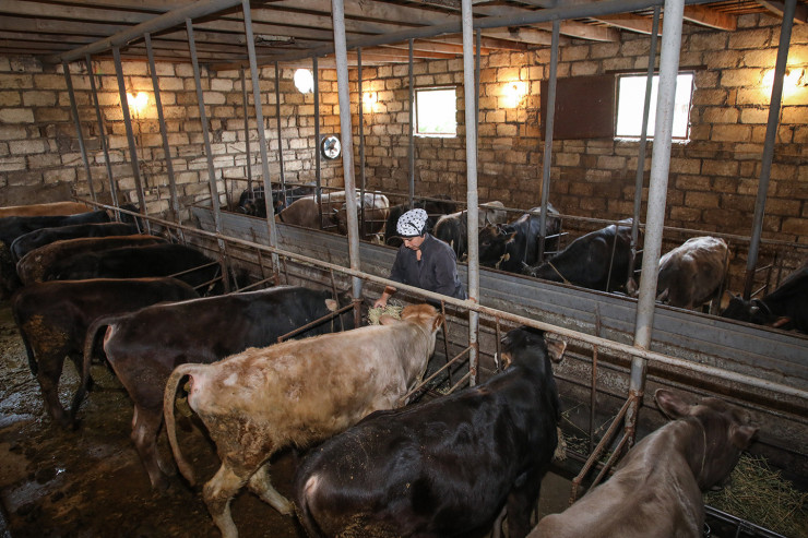 Şamaxıda kişi peyin qoxusuna görə  qonşularını bıçaqladı - YENİLƏNİB 