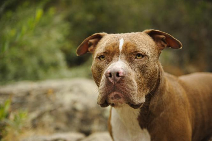 Pitbull itlərini   sosiallaşdırmağın əhəmiyyəti