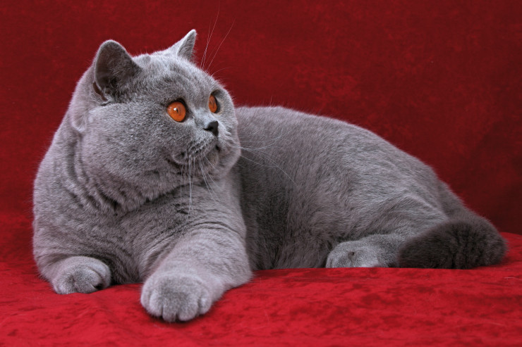 British Shorthair  pişiklərinin baxımı: Sadə və effektiv məsləhətlər