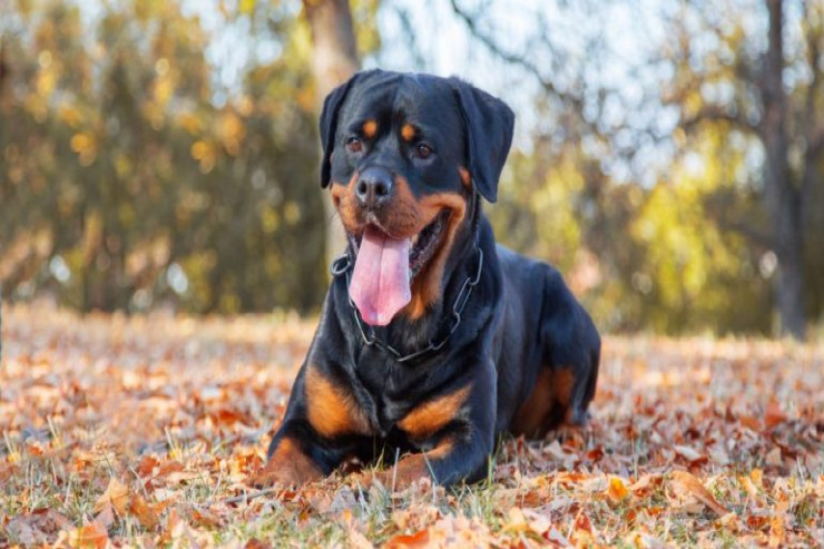 Rottweiler itləri üçün  ən yaxşı məşqlər - Sahibləri nəyi bilməlidirlər?