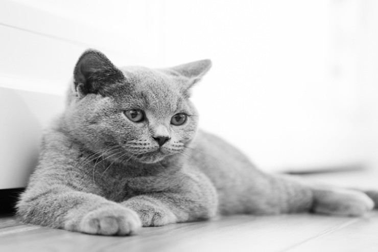 British Shorthairs pişiklərinin  sağlamlıq problemlərinin qarşısının alınması