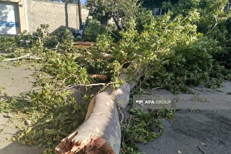 Naxçıvanda ağac qırıldı, 3 nəfər yaralandı