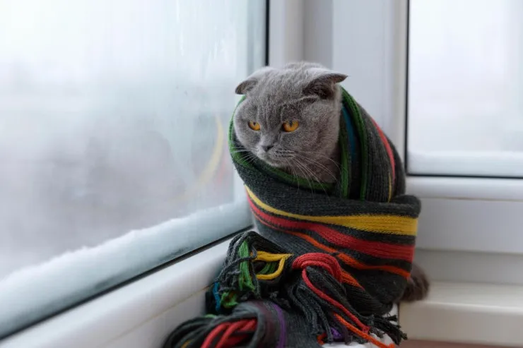 Pişiklər soyuğun yaxınlaşdığını  hiss edə bilirlərmi: məşhur inanc  yoxlanıldı