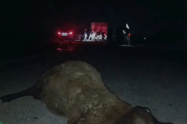 Salyanda ağır qəza  - 20-dən çox xırda buynuzlu heyvan tələf oldu