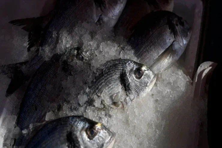 Donmuş balığı xarab etmədən  necə əritmək olar?