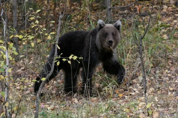 Ayı hücumları rekord həddə çatdı – 230 hücum, 13 ölü 