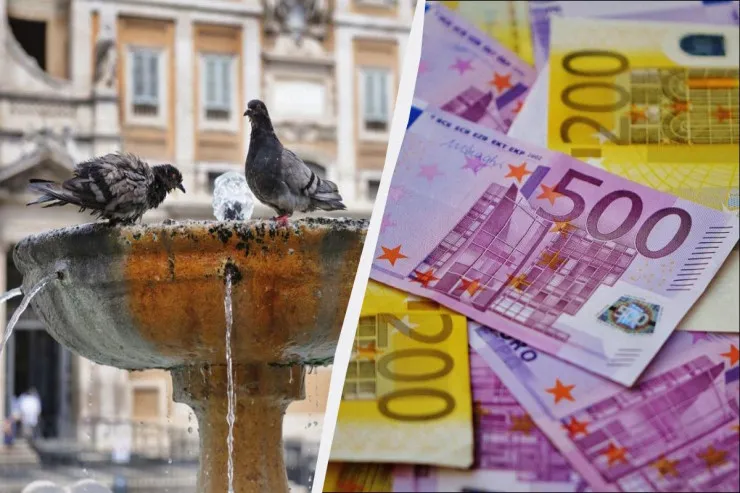 Göyərçinləri yemləməyin qadağan olunduğu  ölkələr və cərimələr 